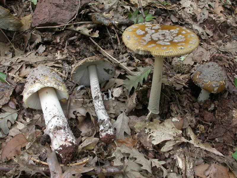 Alcuni funghi da determinare fotog.il 3.5.2011.bosco di Quer